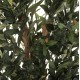 ΔΙΑΚΟΣΜΗΤΙΚΟ ΣΥΝΘΕΤΙΚΟ ΦΥΤΟ FB94009 ΕΛΙΑ ΣΕ ΓΛΑΣΤΡΑ 155Υεκ.