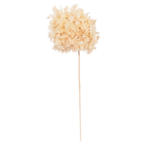 ΔΙΑΚΟΣΜΗΤΙΚΟ ΑΠΟΞΗΡΑΜΕΝΟ ΛΟΥΛΟΥΔΙ ΟΡΤΑΝΣΙΑ FB97954 ΕΚΡΟΥ 55Υεκ.