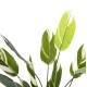 ΔΙΑΚΟΣΜΗΤΙΚΟ ΣΥΝΘΕΤΙΚΟ ΦΥΤΟ FB97997 CALATHEA ΣΕ ΓΛΑΣΤΡΑ 140Υεκ.